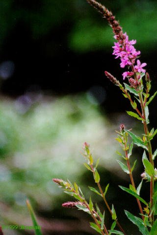 A Lavender Flower