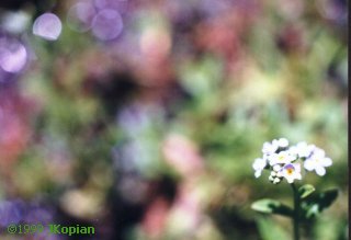 Flower Pic