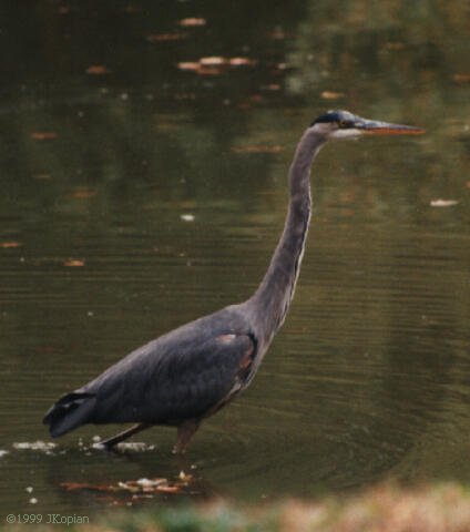 A Heron