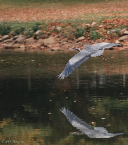 Another Heron