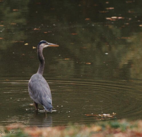Still Another Heron