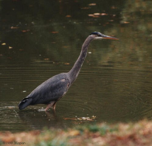 Yet Still Another Heron