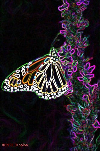 MONARCH BUTTERFLY