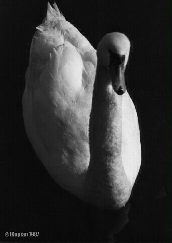 Swan