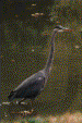 A Heron