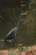 Same Heron Yet Again